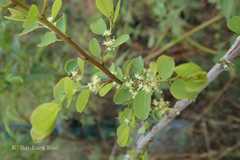 Securinega leucopyrus